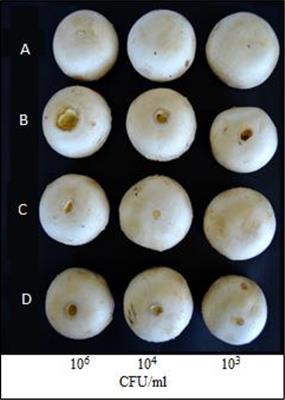 Study of the Regulatory Role of N-Acyl Homoserine Lactones Mediated Quorum Sensing in the Biological Activity of Burkholderia gladioli pv. agaricicola Causing Soft Rot of Agaricus spp.